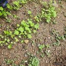 도시농업관리사반 | 도시농업관리사 두 번째 수업 후기 - 도시농업 텃밭 농약 및 추비 주기