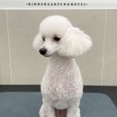 크라운 그루밍 이미지