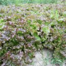 찬희농장 이미지