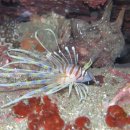 35-3. 점쏠배감펭 유어추정(Pterois volitans)~Red lionfish, Firework fish, Scorpion cod 이미지