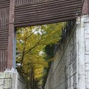 종합운동장-우회도로 가로수(복자기) | [구미여행] 구미 철로변도시숲 가로수길 ... 산책하기 좋은곳 (송정동, 광평동)