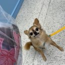 와와네 수제간식 이미지