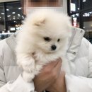코독스(KODOGS)