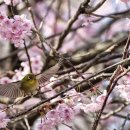 배화학교 이미지