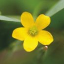 네잎클로버 이미지