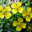 직립양지꽃 [일반토르먼틸, Common tormentil, 포텐틸라 에렉타 (Potentilla erecta)] 이미지