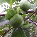 병현농장 이미지