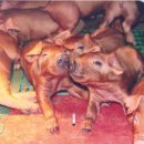 고마워돼지 이미지