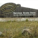 7만마리 뱀이 한곳에 우글우글~ 캐나다 뱀굴 이미지