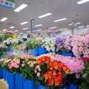 엄궁동 농산물도매시장 맞은편 | 부산 엄궁 꽃시장 화훼단지 화훼공판장 휴무일 가을 국화