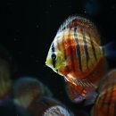 내외로R 이미지