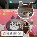 파티앤 캣 | 제 38회 궁디팡팡 캣페스타 양재at센터 6월 13일 토요일 방문후기!