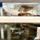 포항물회 | [부산광안리횟집ㅣ구명애포항물회 후기] 숙성회 맛집으로 유명한 29년 경력 물회&amp;생선구이 밥집