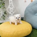 유앤미펫 강아지분양 고양이분양 일산점 이미지