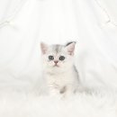 천안 고양이분양 도로시펫 이미지