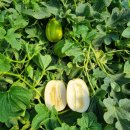 빈이네농장 이미지