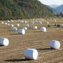 생볏집 곤포(梱包·Baling,베일링) 사일리지(silage) 이미지