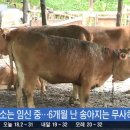 축사 이미지