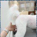 우아댕댕 이미지