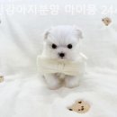 부산강아지분양 마이뭉 24시 네이버블로그