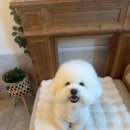 해피애견 | 부평 산곡동 애견미용 해피테일 위생미용 스파 후기