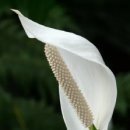 식물로부터 이미지