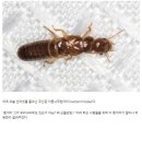 마른나무흰개미는 무엇이길래 이렇게 호들갑일까? 이미지