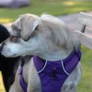 미로애견센터 이미지