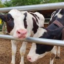 종식목장 이미지