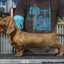 쿠어츠바인에 이미지