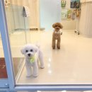 펫뷰티샵 페이보릿 이미지