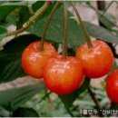 열매 - 춘천시 후만로 93 | 열매