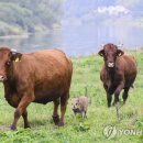 소떼농장 이미지