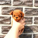 분당강아지분양 프렌즈독 | 광교강아지분양 믿고 맡긴 후기 요미독 안산점 진짜 최고