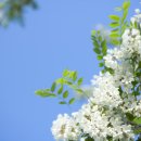 아카시아 이미지