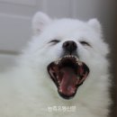 깔끔하개 이미지