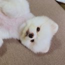 강남십자약국 | [D+2~5] 포메라니안 강아지 슬개골탈구 4기 수술 후기 2 # 강남 예은동물병원