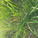 향수농장 이미지