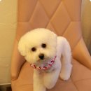 도도살롱