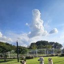 딩동댕댕 애견유치원 이미지