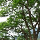 영월읍-1(삼옥1리 느티나무) 이미지