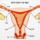 🎂[科學] 精子의 마라톤 경기 - 페이스 조절하며 달린다 이미지