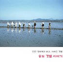 인천의 갯벌 이야기 이미지