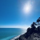 매화카센타 이미지