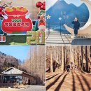 봄꽃힐링투어 | 국내겨울여행 겨울축제 숲 체험 충북여행지 영동 옥천 로망스투어