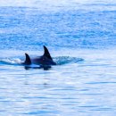 고래의꿈 이미지