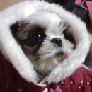 강아지 천국 이미지