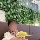 앵무새리프패럿롯데
