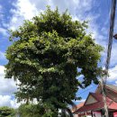 프리맨하우스 | 나홀로 치앙마이 day1, 더워도 웃음이 절로 나와요🤭