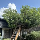 막다른 둥지 이미지